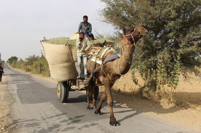 The Rajasthani Adventure, étape 5