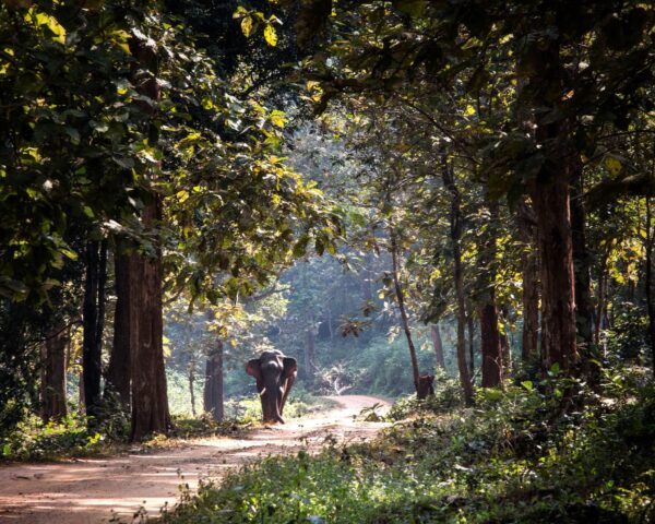 Voyage exclusif en Odisha : sur la terre des Ancêtres