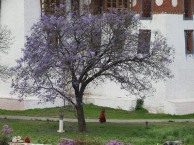 arbre nature bhoutan