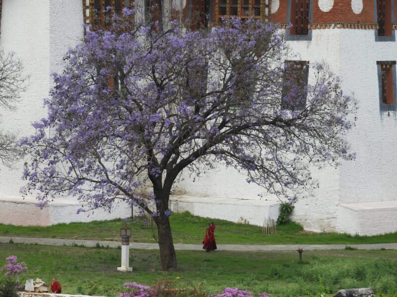 Punakha - Thimphu 