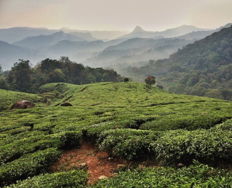 Kumily - Munnar