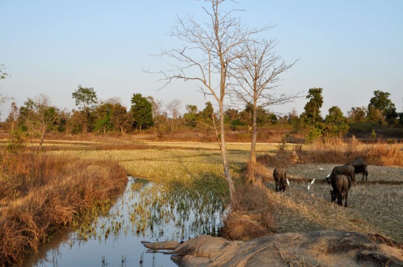 Pench