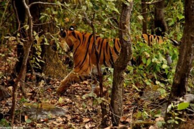 tigre reserve inde madhya pradesh 