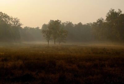 foret aube brume inde madhya pradesh