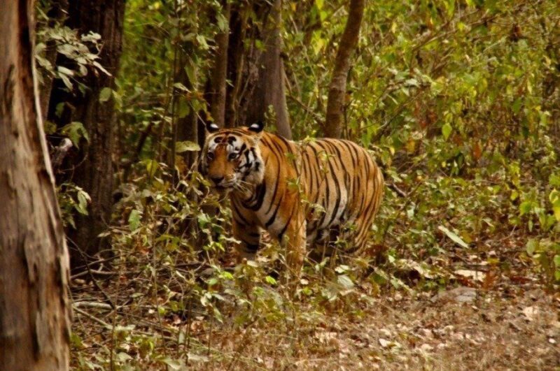 Ramathra - Ranthambore 