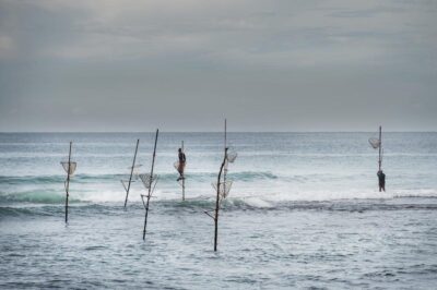 sri lanka pecheur echasse