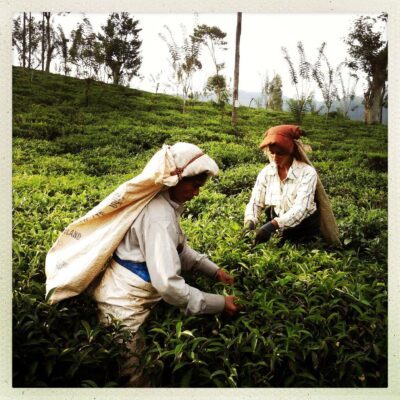 sri lanka plantation the cueilleuses