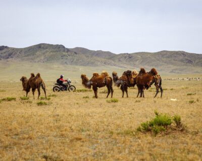 chameaux moto mongolie