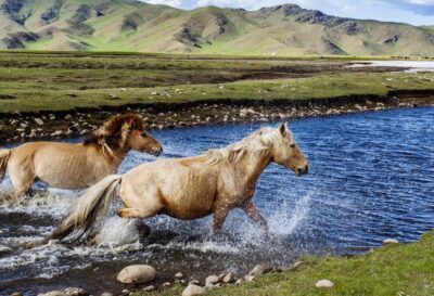 chevaux rivière mongolie