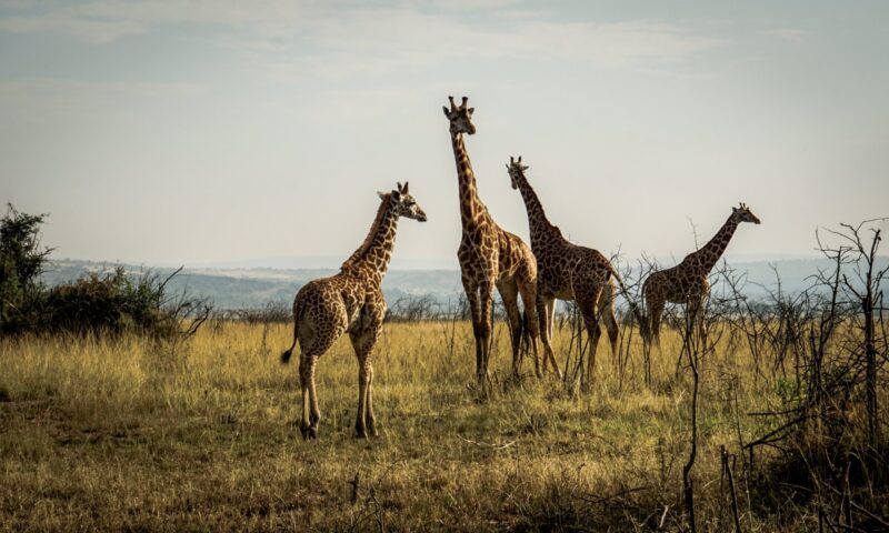 Akagera-Nationalpark – Kigali