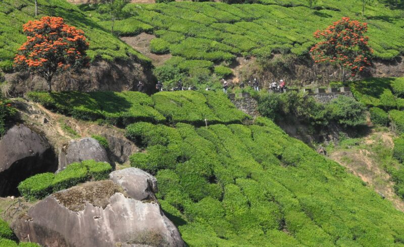Palakkad - Ooty