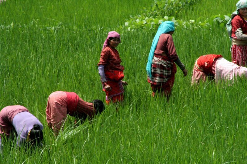 women farming nepal