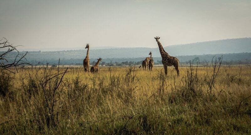 Akagera National Park – Kigali