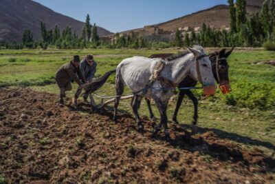 campagne paysans marocains