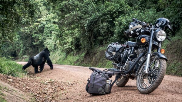 The gorillas of Rwanda, a major encounter