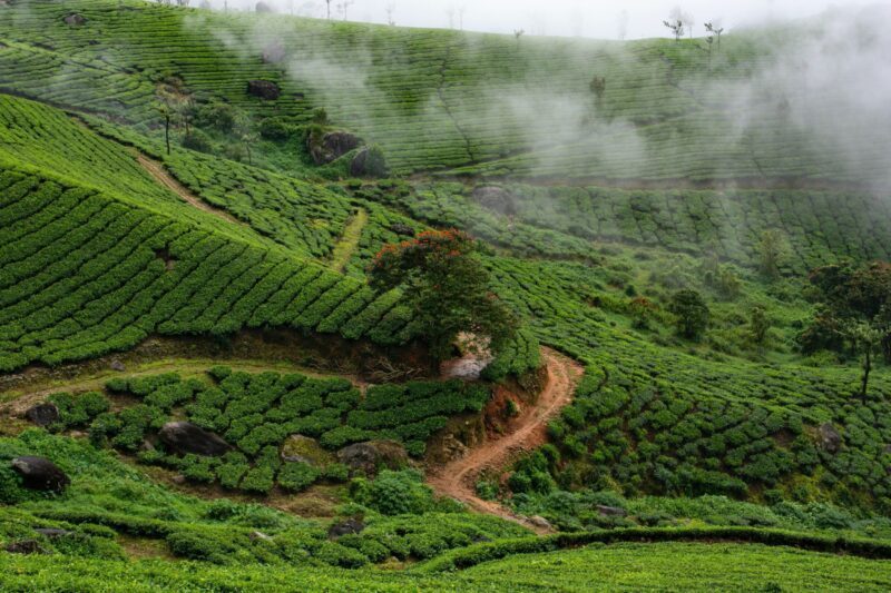 Munnar - Munnar