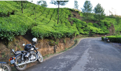 tea plantation south india 