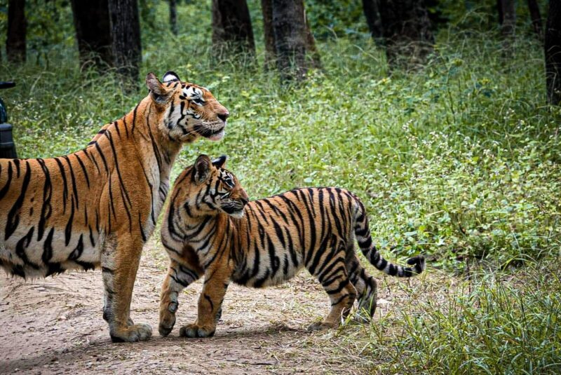 Bandhavgarh 