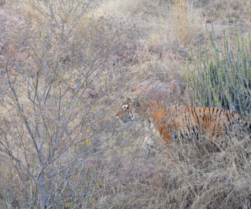 Bundi - Ranthambore