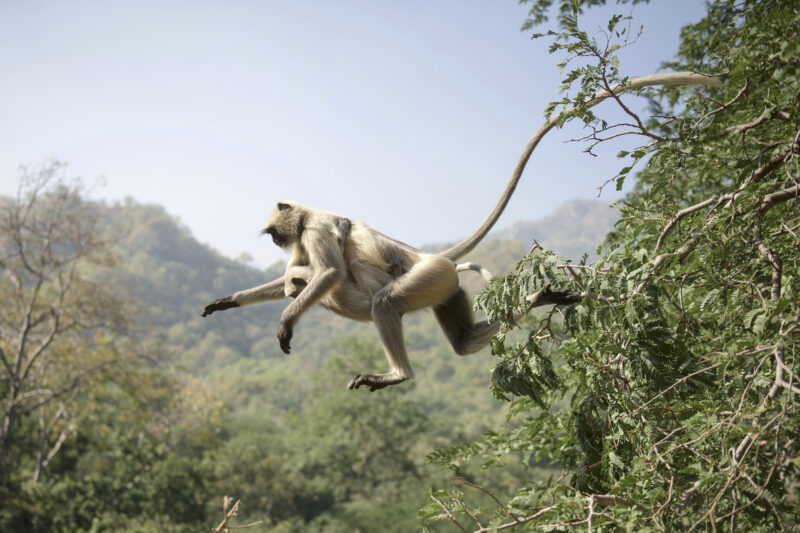 The Land of Maharajas, étape 4