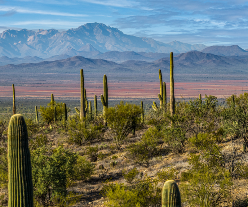 Tucson to Tombstone via Saguaro National Park