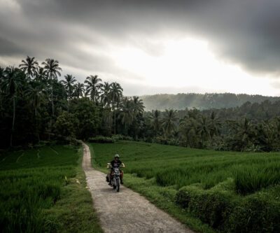 rice paddies indonesia 