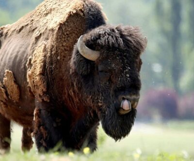 Buffalo