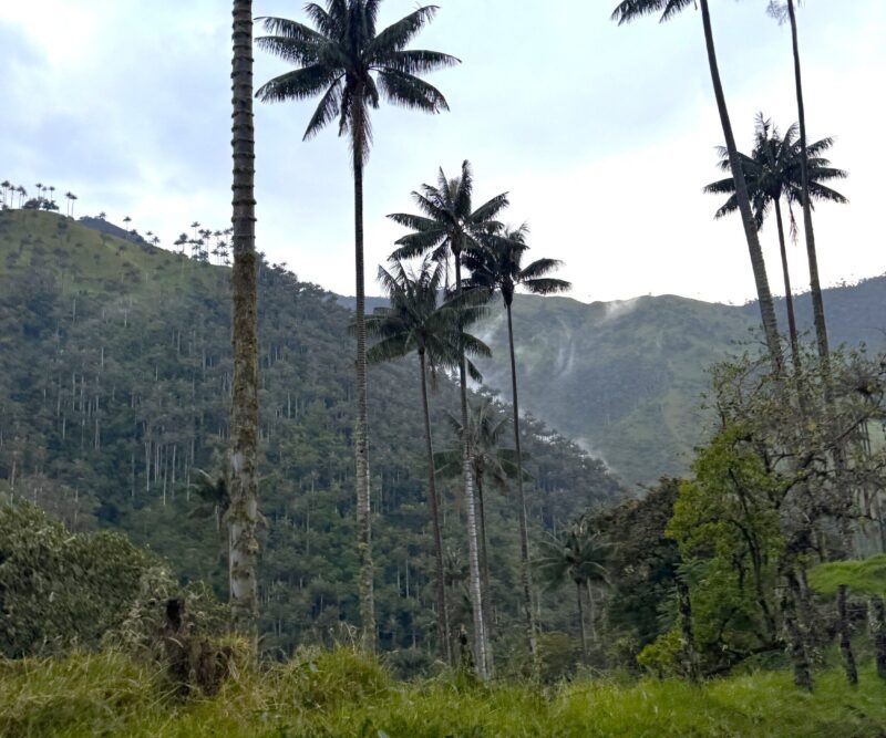 Salento - Ibagué