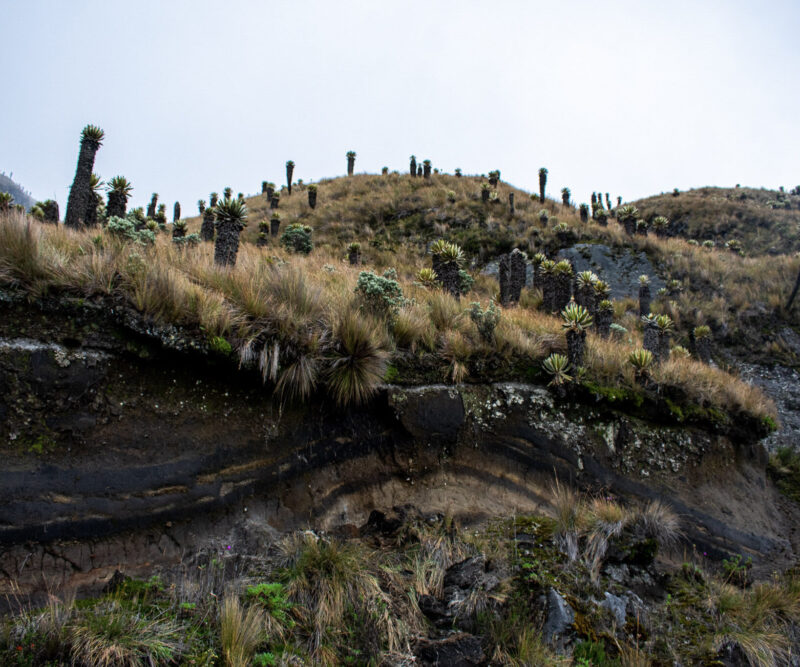 The Coffee Route through the Andes, étape 4