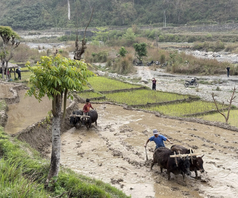 Kalopani - Pokhara (800 m)
