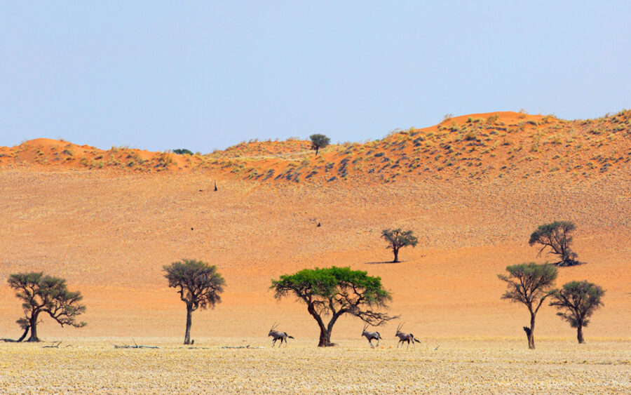 Barkhan Dune - Windhoek