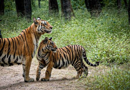 <h2>Est-ce qu’il y a quelque chose que tu rêves de faire depuis longtemps ? </h2>

Retourner au Ladakh, voir le tigre du bengale au <a href="https://www.vintagerides.com/voyage-moto/inde-du-nord-rajasthan/chic-charme-madhya-pradesh/">Madhya Pradesh</a>, partir en road trip entre copains à Goa... J’ai plein de rêves, mais il n’y a que 24 heures dans une journée, et qu’une seule vie ! 
