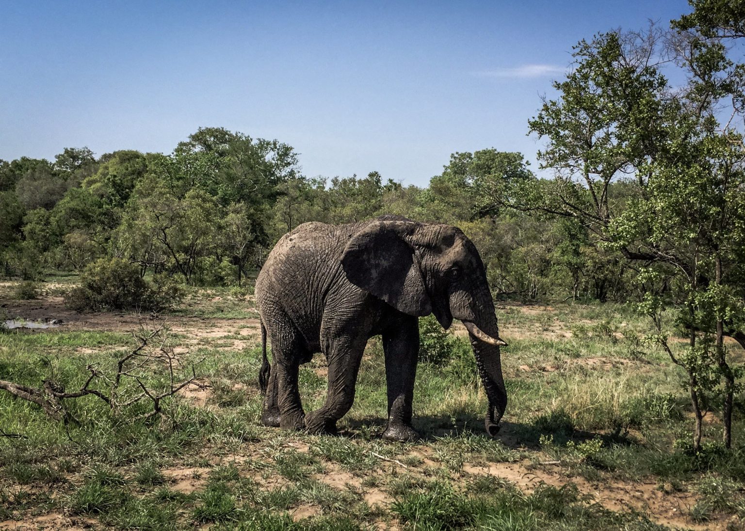 éléphant afrique du sud