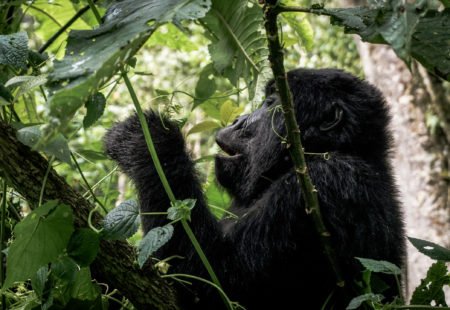 <h3>How is it going?</h3>

The Rwanda <a href="https://www.vintagerides.travel/">motorcycle tour</a> has been designed to experience an entire morning dedicated to meeting the gorillas. It is not an extra extension to be organized but an optional activity proposed during your stay in Musanze. Be careful, book in advance as places are limited and it becomes more and more difficult to get permits in high tourist season. On the D-day, meet at 7:30 am at the park HQ, a few kilometers from your hotel. In the morning fog, everyone is curious, impatient and intimidated. The briefing is clear, the organization serious. For several years, about ten gorilla families have been used to the presence of men in their environment. Tourist groups are limited to a maximum of 8 people and the approach in the forest is only one hour per day. Even if they are used to human presence, the gorillas are not waiting for your visit. It is you who goes towards them after an approach walk through a dense and humid forest. 
