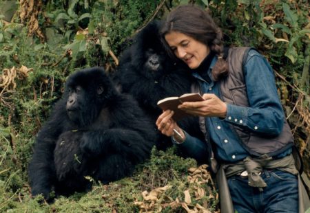 <h3>Gorilles dans la brume</h3>

Si les gorilles subsistent encore aujourd’hui dans leur milieu naturel, c’est grâce à la lutte acharnée de Dian Fossey. En 1967, la primatologue américaine installe son centre de recherche à Karisoke, perché à 3000 m d’altitude dans le nord-est du Rwanda. Lorsqu’elle est assassinée en 1985, on compte moins de 275 gorilles. La population autrefois menacée d’extinction voit son nombre augmenter depuis plusieurs années. Grâce à l’engagement du gouvernement rwandais, aux efforts de coopération transnationale, à l’implication des communautés locales et au tourisme, on recense actuellement un peu plus de 1000 individus dans le monde, tous répartis dans les montagnes des Virunga, la plupart au Rwanda, mais également en Ouganda et au Congo (RDC). 