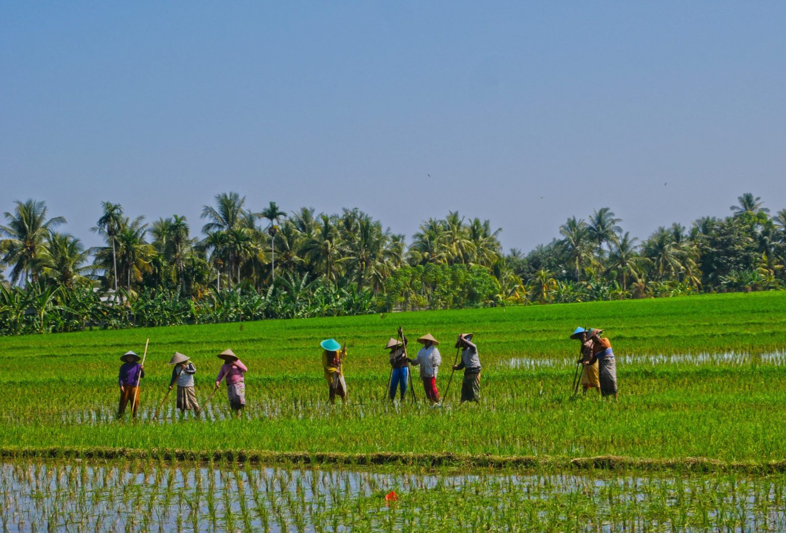 rizières locaux indonésie