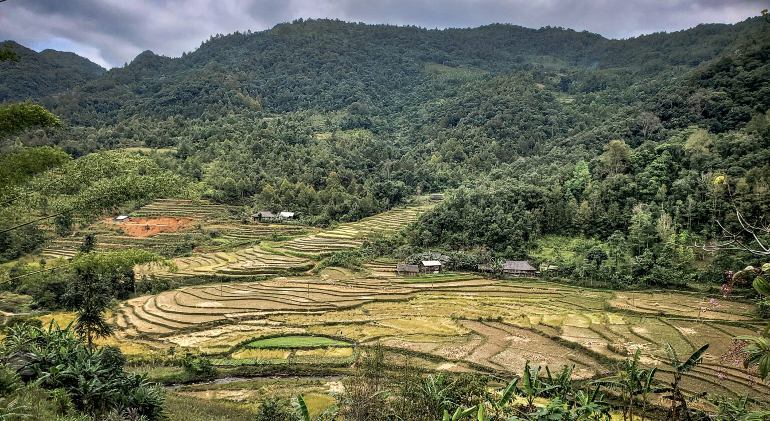 vietnam rizières