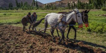 campagne paysans marocains