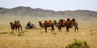 chameaux moto mongolie