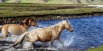 chevaux rivière mongolie