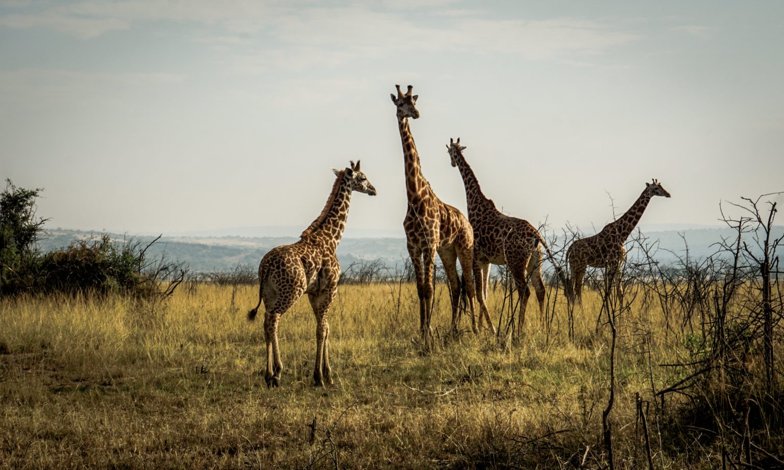 giraffe safari rwanda